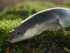 European eel